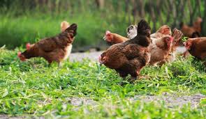 鸡、鸭在草地上漫步
