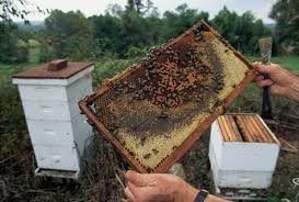 养殖蜜蜂的蜂箱